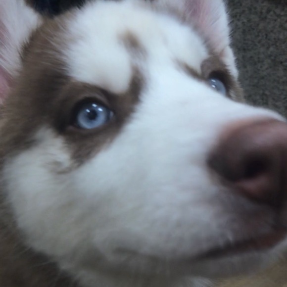 Meet your Posher, Jessica - Picture 1 of 1